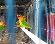 Berapa Harga Burung Sogon